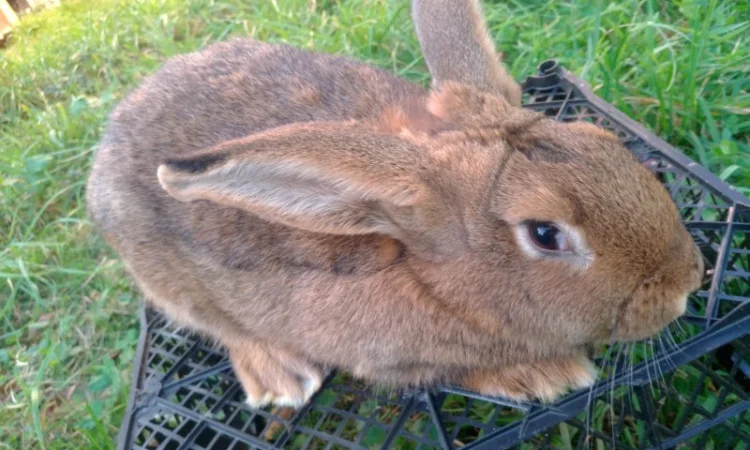 Домашні кролі кролики - фото № 1