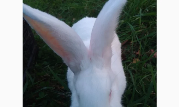 Домашні кролі кролики - фото № 10