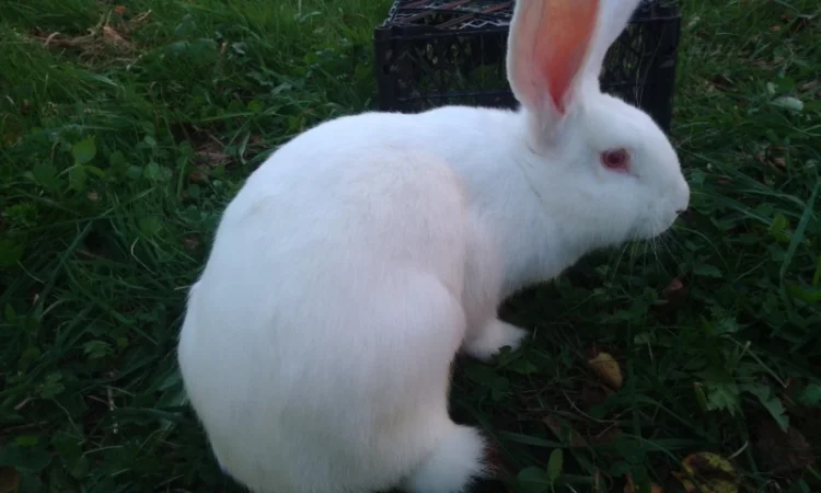 Домашні кролі кролики - фото № 11