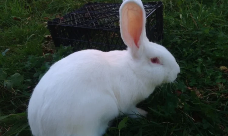 Домашні кролі кролики - фото № 12