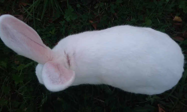 Домашні кролі кролики - фото № 13