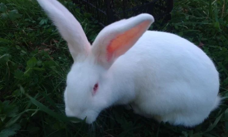 Домашні кролі кролики - фото № 14