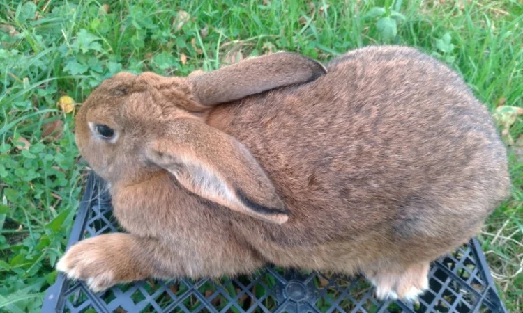 Домашні кролі кролики - фото № 2