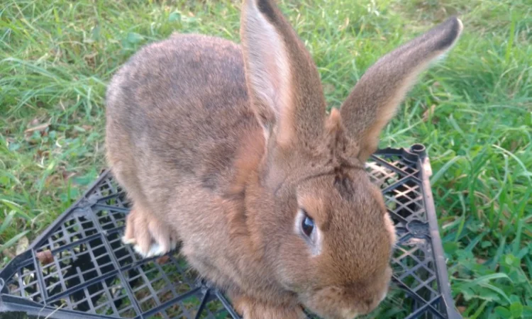 Домашні кролі кролики - фото № 3