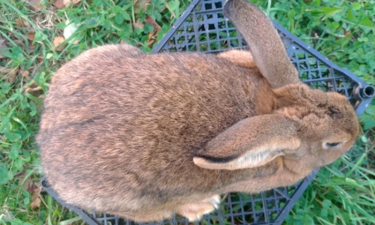 Домашні кролі кролики - фото № 5