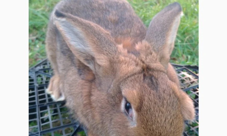 Домашні кролі кролики - фото № 6