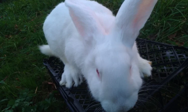 Домашні кролі кролики - фото № 7