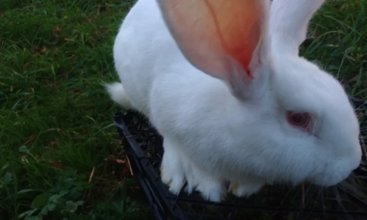 Домашні кролі кролики - фото № 8