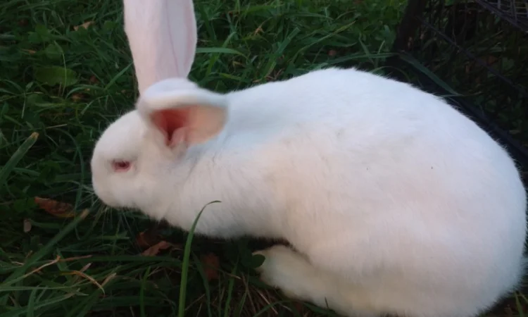 Домашні кролі кролики - фото № 9