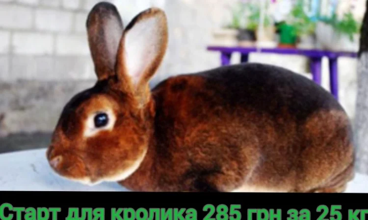 Продам универсальный корм для кролей - фото № 2