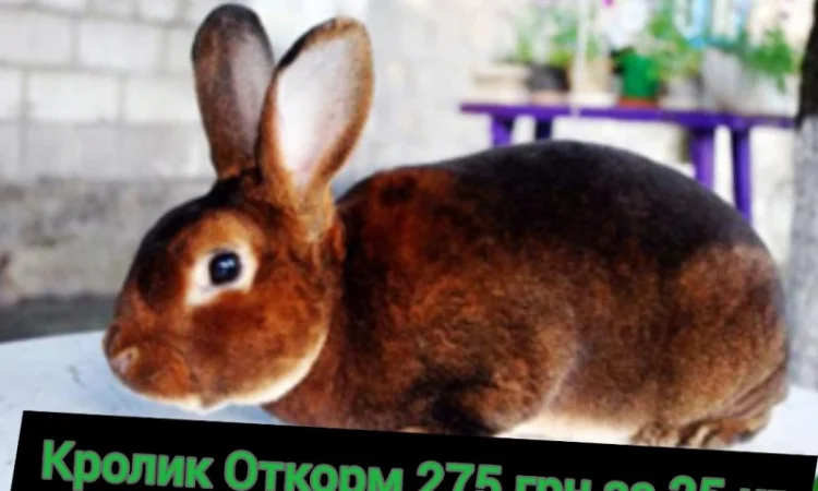 Продам универсальный корм для кролей - фото № 3