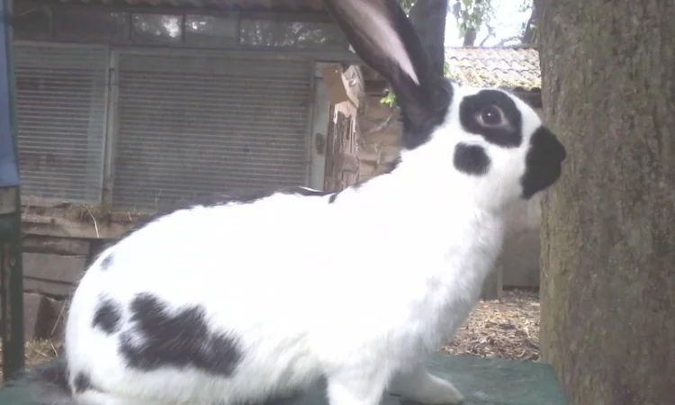 Кролики різних порід - фото № 2