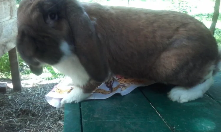 Кролики різних порід - фото № 3