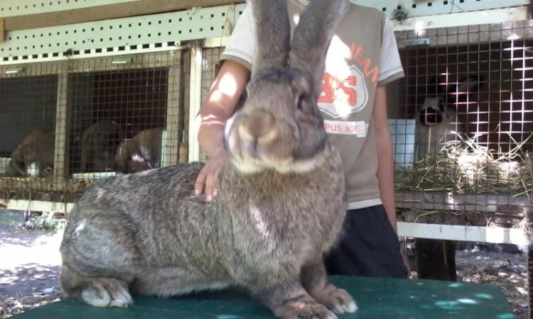 Кролики різних порід - фото № 6