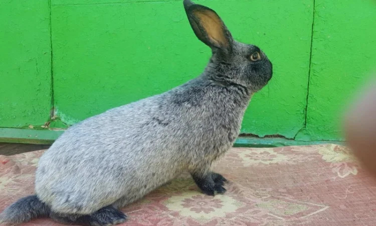 Полтавське срібло - фото № 1