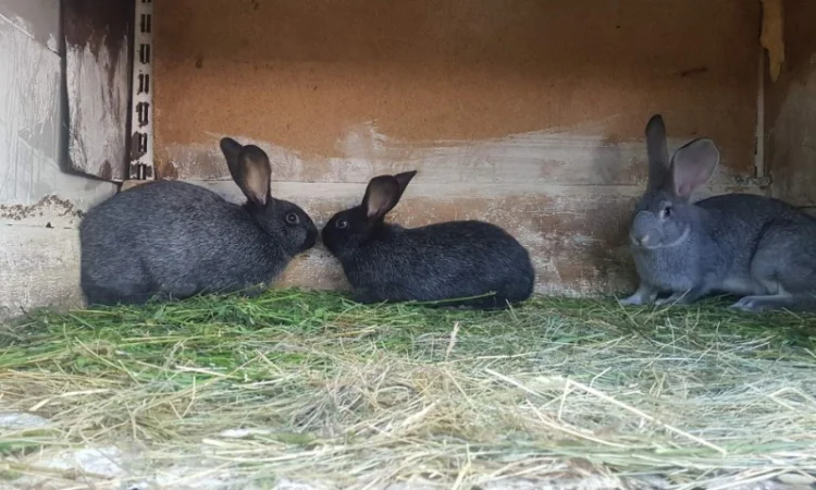 Полтавське срібло - фото № 2