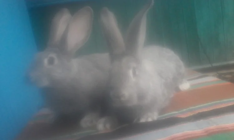 Радянська шиншила - фото № 1