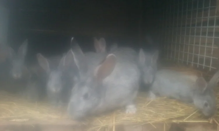 Радянська шиншила - фото № 2