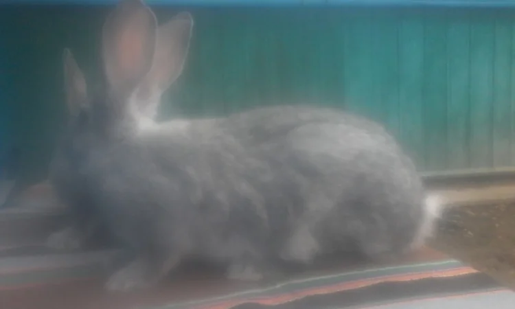 Радянська шиншила - фото № 3