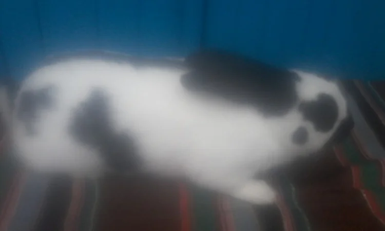 Самець німецького строкача - фото № 1