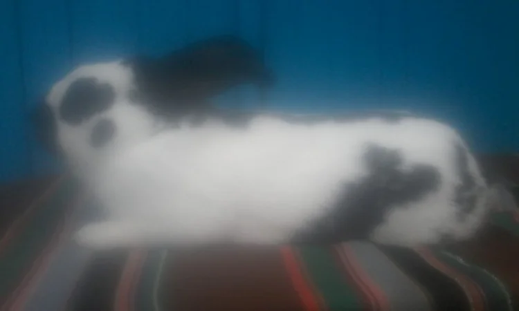 Самець німецького строкача - фото № 2