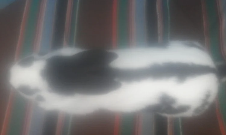 Самець німецького строкача - фото № 3