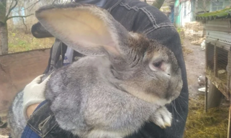 Кролі. Спаровані самки - фото № 1