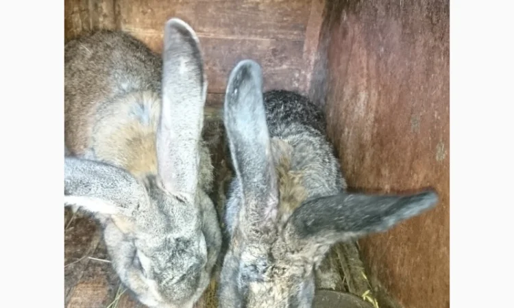 Кроличка, крольчата, кролики на плем'я - фото № 3