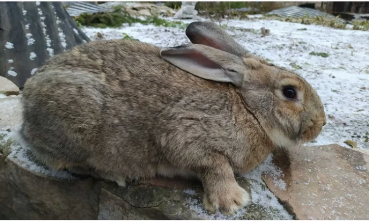 Кроличка, крольчата, кролики на плем'я - фото № 4