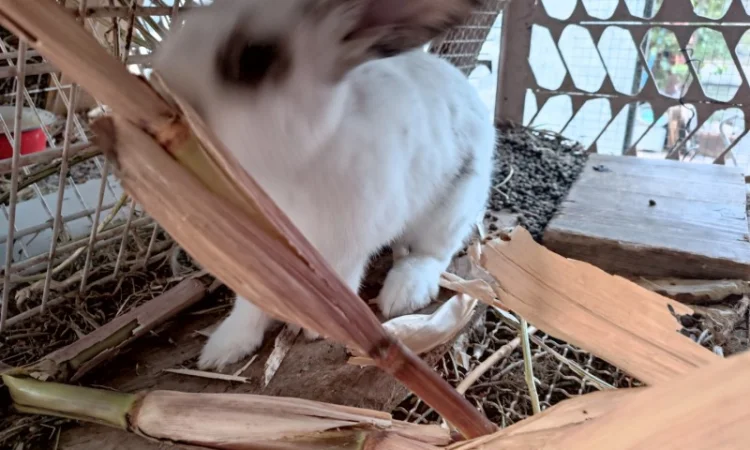 Продам кроличку на плем'я - фото № 1