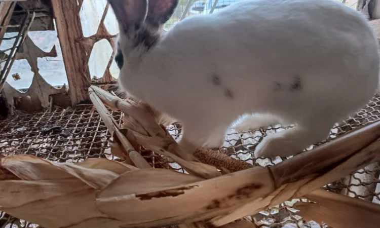 Продам кроличку на плем'я - фото № 2