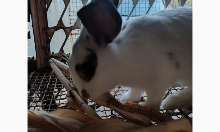 Продам кроличку на плем'я - фото № 3