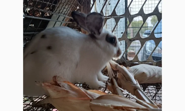 Продам кроличку на плем'я - фото № 4