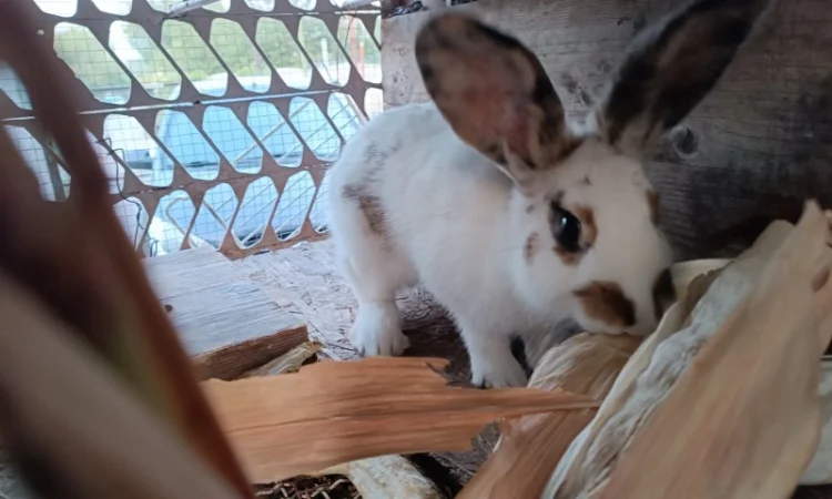 Продам кроличку на плем'я - фото № 5