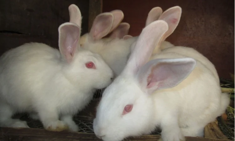 Племенные кроли разных пород - фото № 1