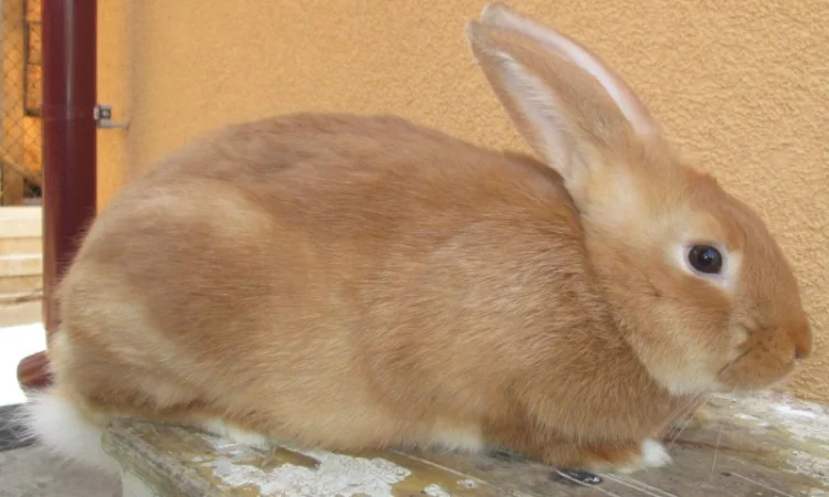 Племенные кроли разных пород - фото № 2