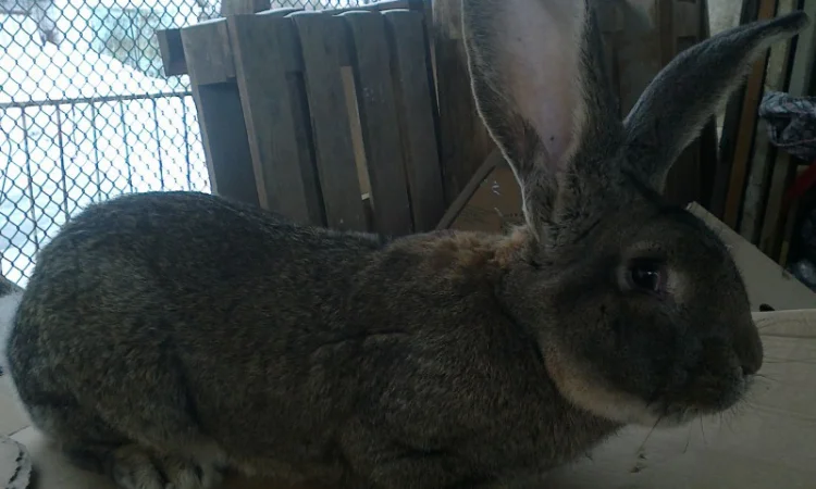 Племенные кроли разных пород - фото № 3