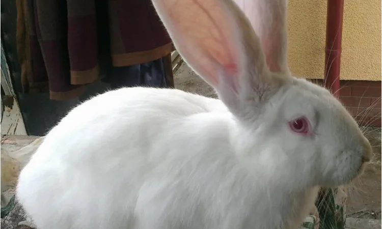 Мясные кролики породы Белый панон - фото № 1
