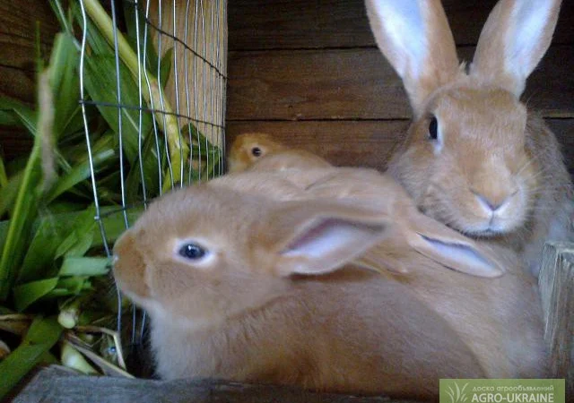 Кролики мясной породы - Бургундцы - фото № 1