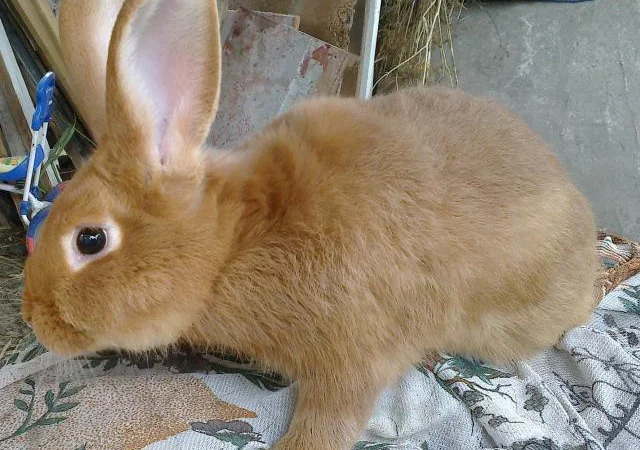 Кролики мясной породы - Бургундцы - фото № 2