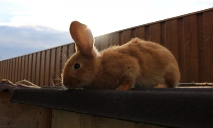 Продам кроликов бургундской породы - фото № 1