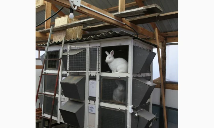 Кролики на племя Строкач, Новозеландска Біла - фото № 4