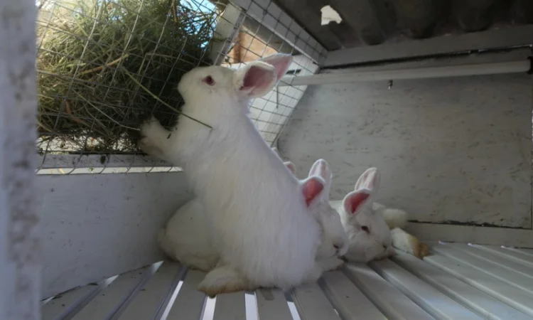 Кролики на племя Строкач, Новозеландска Біла - фото № 3