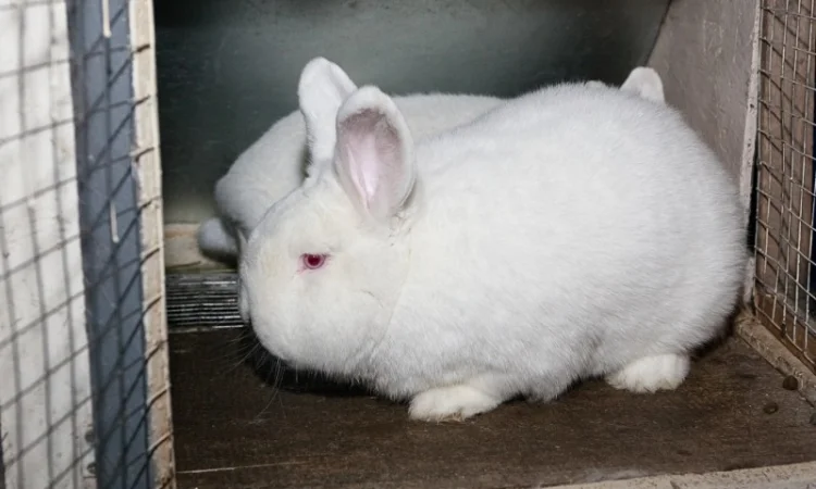Кролики на племя Строкач, Новозеландска Біла - фото № 1