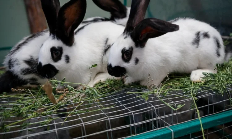 Кролики на племя Строкач, Новозеландска Біла - фото № 2