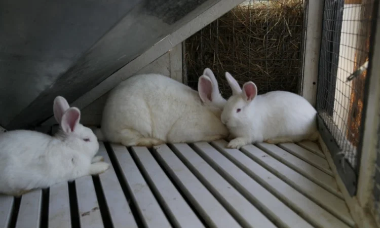 Кролики породи Новозеландска Біла (НЗБ) - фото № 2