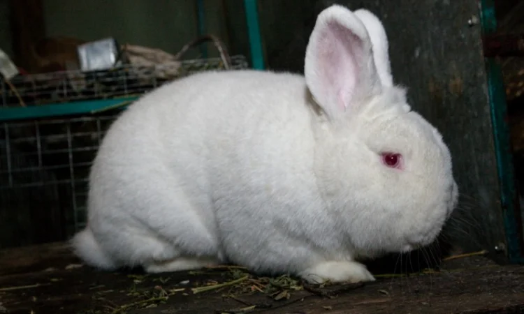 Кролики породи Новозеландска Біла (НЗБ) - фото № 1