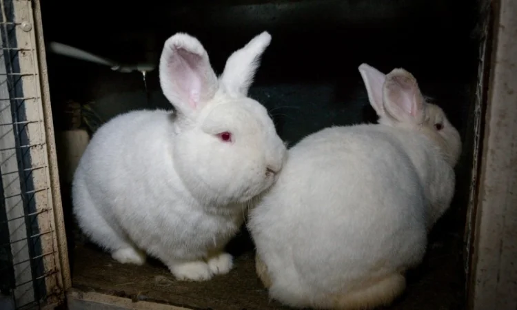 Кролики породи Новозеландска Біла (НЗБ) - фото № 5