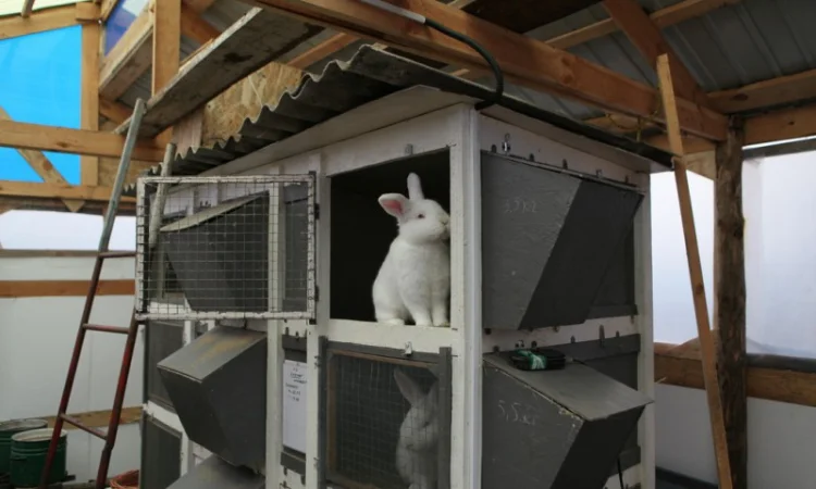 Кролики породи Новозеландска Біла (НЗБ) - фото № 3