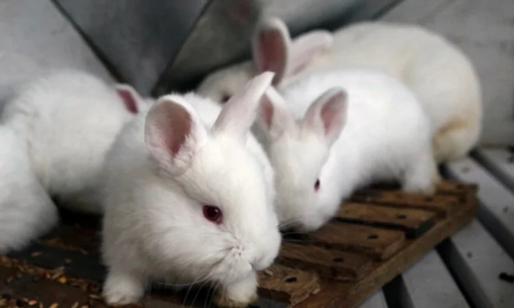Кролики породи Новозеландска Біла (НЗБ) - фото № 4